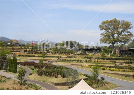 Ibaraki Flower Park Ibaraki Flower Park 123026349