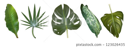 Tropic plant leaves set on white background 123026435