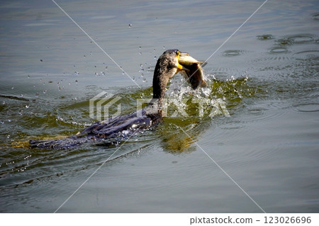 Cormorant preying on fish Cormorant preying on fish 123026696