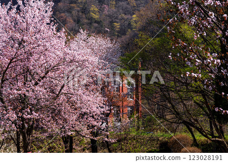 Cherry blossoms in full bloom and Takinoue Power Station, Yubari City, Hokkaido [May] 123028191