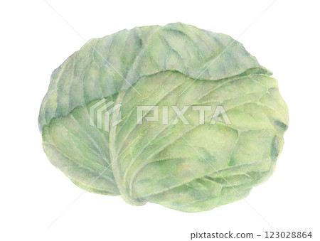 白菜的水彩插圖 123028864