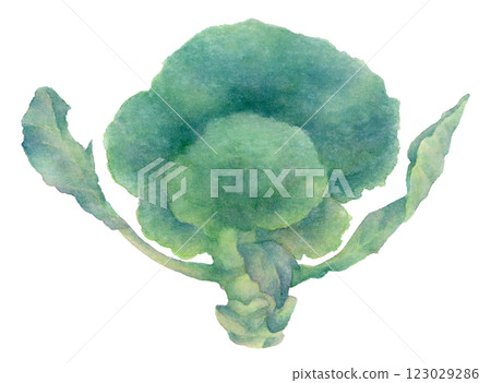 西蘭花水彩插圖 西蘭花水彩插圖 123029286