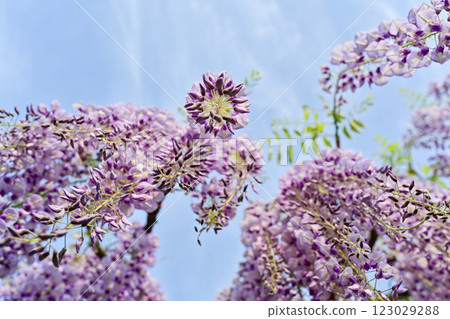 從下面查尋的紫藤花 123029288