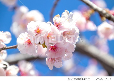 Early Blooming Cherry Blossoms in Full Bloom 123029697