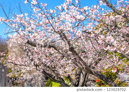 盛開的早期盛開的櫻花 123029702