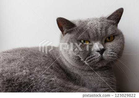 British shorthair blue cat lying near white wall British shorthair blue cat lying near white wall 123029822