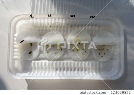 Aster and hyacinth seeds on damp cotton pads in a container Aster and hyacinth seeds on damp cotton pads in a container 123029832