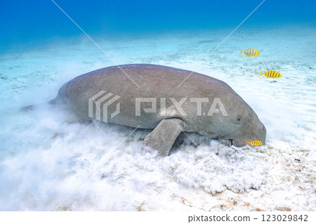 Dugong Dugong 123029842