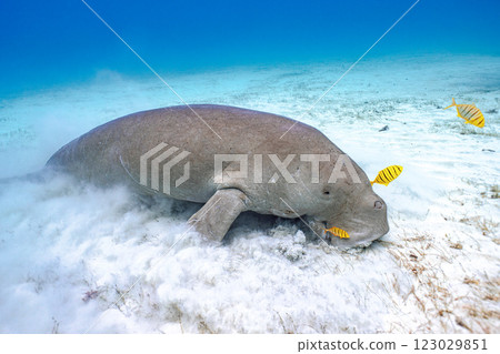Dugong Dugong 123029851