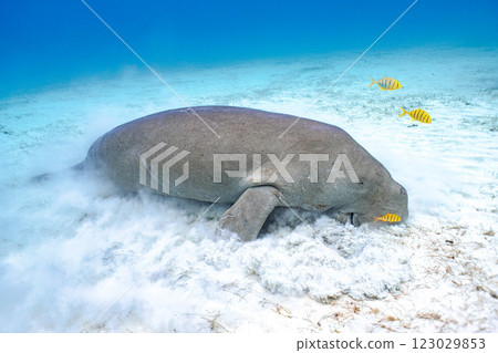 儒艮 儒艮 123029853