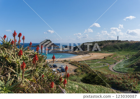 Tsumekizaki: Aloe blooming with Tsumeki Island and the lighthouse in the background [Fuji-Hakone-Izu National Park] Shimoda City, Shizuoka Prefecture 123030087