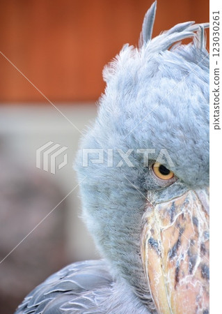 Close-up of a bird: Shoebill Close-up of a bird: Shoebill 123030261
