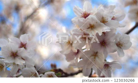 Up of cherry blossoms 123030266