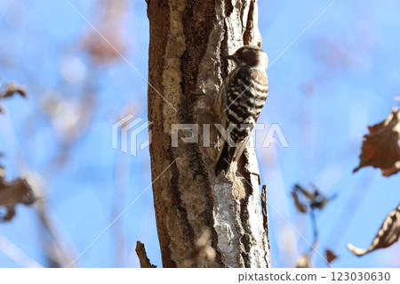 A small woodpecker, a Japanese pygmy woodpecker, perches on a tree trunk searching for food. A small woodpecker, a Japanese pygmy woodpecker, perches on a tree trunk searching for food. 123030630