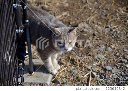 A sunny cat A sunny cat 123030842