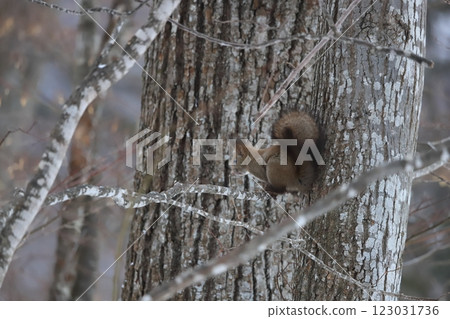 Winter forest: Hokkaido squirrel sitting on a snow-covered tree 123031736