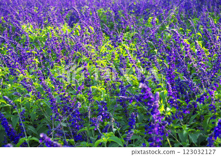 Takasaki City Hanataka Viewpoint Flower Hill Lavender Sage Takasaki City Hanataka Viewpoint Flower Hill Lavender Sage 123032127