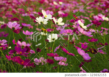 Cosmos field bathed in the setting sun at Hanataka Observation Hill in Takasaki City 123032153