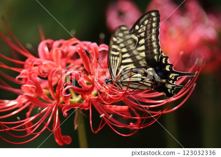 Gardening: Garden flowers, Gardening: Garden flowers, 123032336
