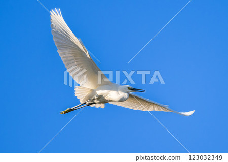 Little Egret Flying in the Sky Little Egret Flying in the Sky 123032349