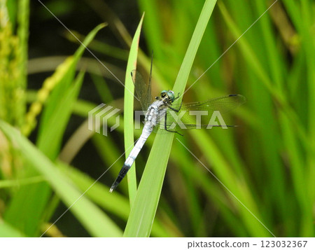 Shiokara dragonfly resting on grass 123032367