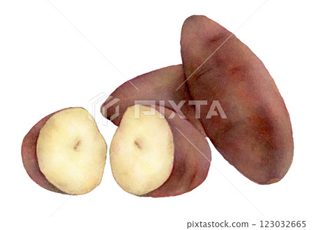 紅薯的水彩插圖 紅薯的水彩插圖 123032665