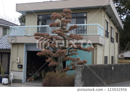 Withered maki tree Withered maki tree 123032956