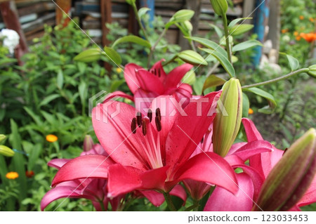 Growing lilies on the ground and in the greenhouse. A large swarm flower blooms in summer Growing lilies on the ground and in the greenhouse. A large swarm flower blooms in summer 123033453