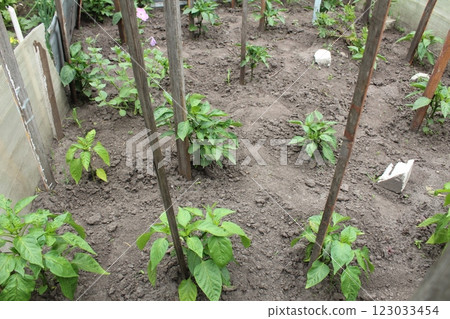 Pepper seedlings. Pepper seedlings with stick supports. Farming 123033454