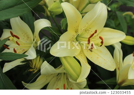 Yellow Lily with large flower heads close-up. Beautiful flowers from the nursery 123033455