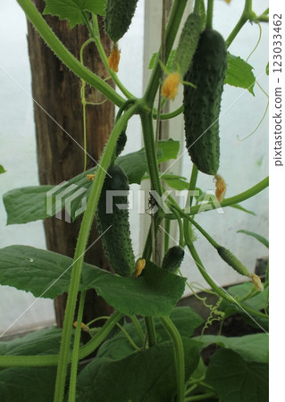 gherkin on a branch. Green cucumber on a branch in a greenhouse. Young gherkins cucumbers 123033462