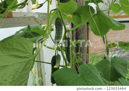 Cucumber plant in a greenhouse with small cucumbers on a branch. Fertilizing, tying and feeding cucumbers, vegetables 123033464
