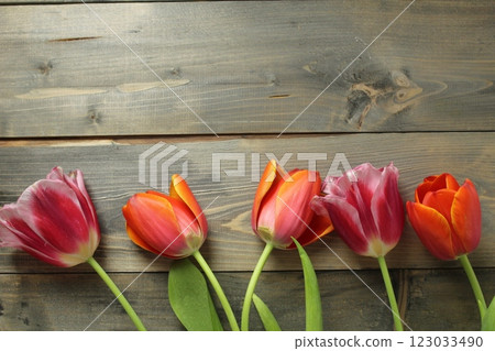Red orange purple tulips on a gray wooden background with space for copyspace text. Festive atmosphere Red orange purple tulips on a gray wooden background with space for copyspace text. Festive atmosphere 123033490