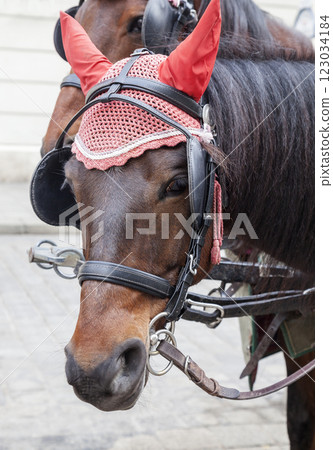 Portrait of a horse in traditional Vienna carriage harness 123034184