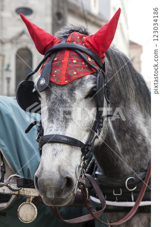 Portrait of a horse in traditional Vienna carriage harness Portrait of a horse in traditional Vienna carriage harness 123034186