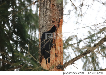 Hokkaido's wild birds: Black woodpecker searching for food in the winter forest 123034291