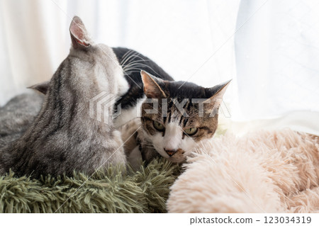 兩隻貓梳理 Kijitra 和 Sabatra 貓 123034319
