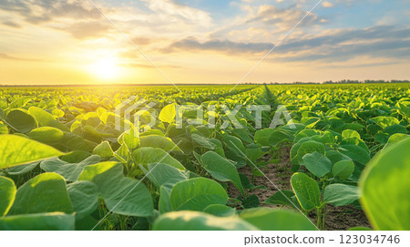 清晨陽光下的鬱鬱蔥蔥的農場和農作物 清晨陽光下的鬱鬱蔥蔥的農場和農作物 123034746