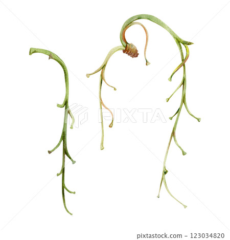 Tree, flower, berry or bush raceme. Long plant stem branch twig cluster hand drawn in watercolor, late autumn or winter, early spring. Botanical isolated illustration element. Gardening, florist shop. 123034820