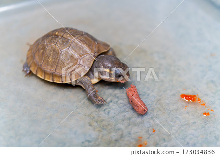 Baby three-toed box turtle eating food Baby three-toed box turtle eating food 123034836