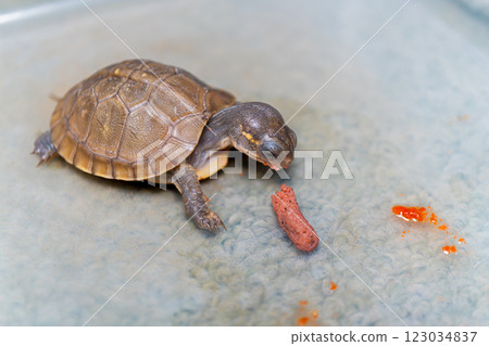 Baby three-toed box turtle eating food Baby three-toed box turtle eating food 123034837