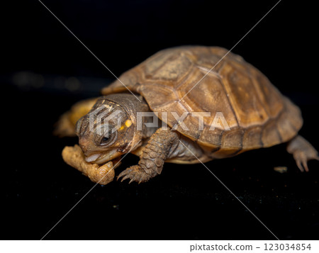 Baby three-toed box turtle eating food Baby three-toed box turtle eating food 123034854