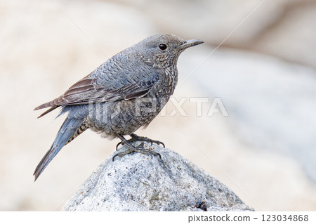 一隻雌性岩鶇在山間溪流的岩石上休息 123034868