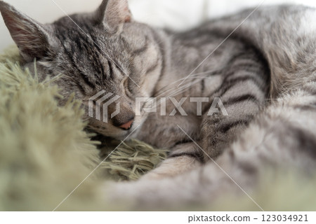 Sabatra cat sleeping by the window Sabatra cat sleeping by the window 123034921