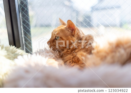 Cute cat relaxing by the window: brown tabby cat Cute cat relaxing by the window: brown tabby cat 123034922