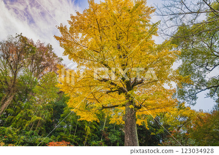 Scenery of autumn leaves of ginkgo trees in Hamamatsu Castle Park on an autumn evening in Hamamatsu City (Shizuoka Prefecture) 123034928