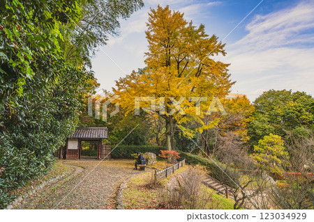 Scenery of autumn leaves of ginkgo trees in Hamamatsu Castle Park on an autumn evening in Hamamatsu City (Shizuoka Prefecture) 123034929