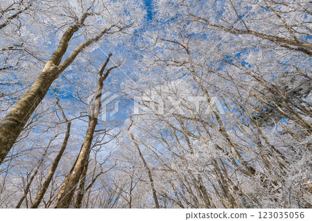 抬頭可以看到美麗的霜凍和藍天 抬頭可以看到美麗的霜凍和藍天 123035056