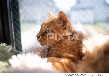 Cute cat relaxing by the window: brown tabby cat 123035060