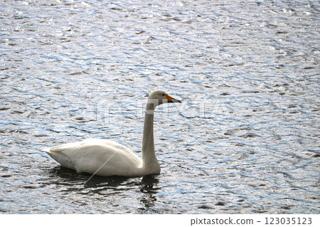 Swans floating on the river: A peaceful rural winter Swans floating on the river: A peaceful rural winter 123035123